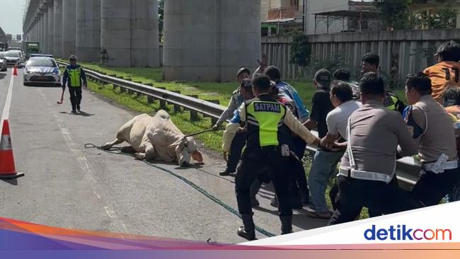 Sapi Lepas di Tol Cikampek Akhirnya Dipotong di Tempat, Ini Alasannya