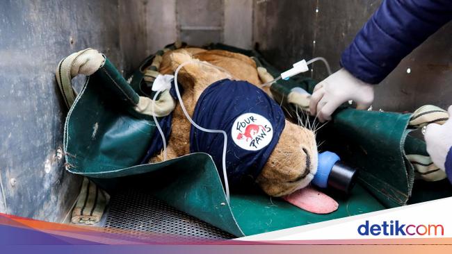 Aksi Relawan Selamatkan Singa dari Zona Perang