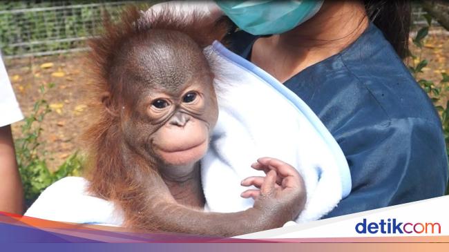 Viral Bandung Zoo Disebut-sebut Telantarkan Bayi Orang Utan