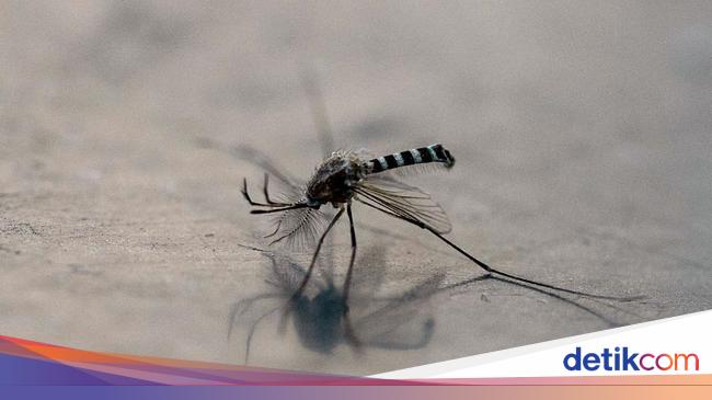 DBD Melonjak, Warga Filipina Jadi Pemburu Nyamuk Bayaran