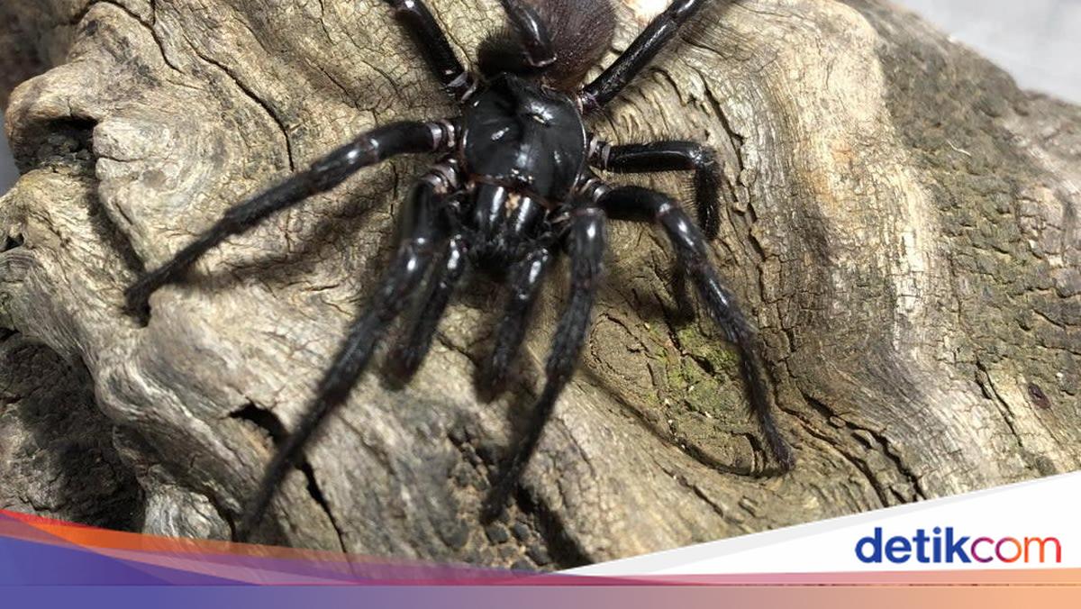 Ilmuwan Temukan Spesies Baru Laba-laba Besar Paling Mematikan di Dunia
