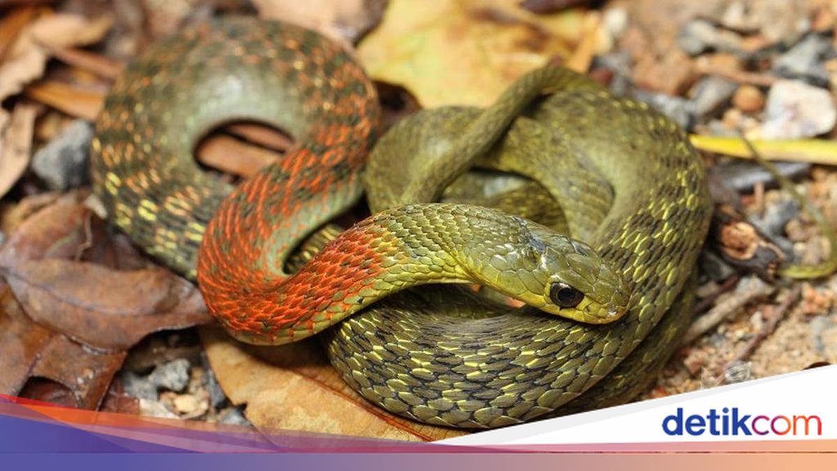 Seks porno paypoqlar sikish