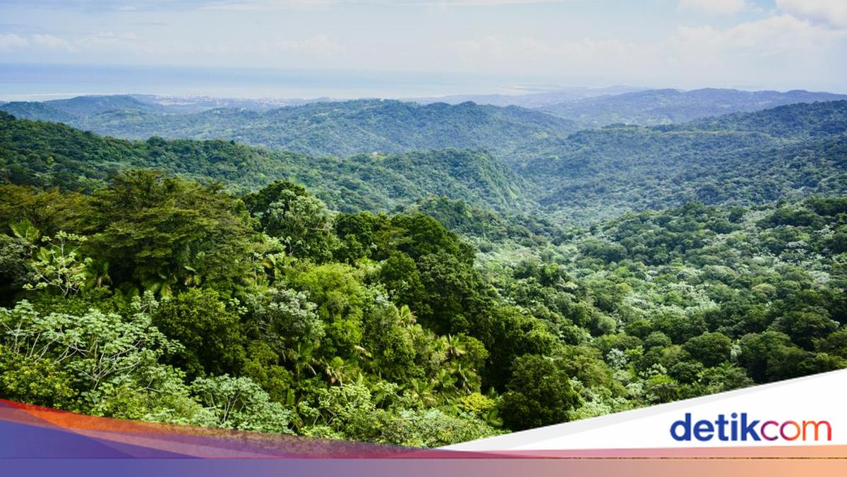 Terpisah dari Rombongan, Abdur Rahman Hilang di Hutan Puerto Rico