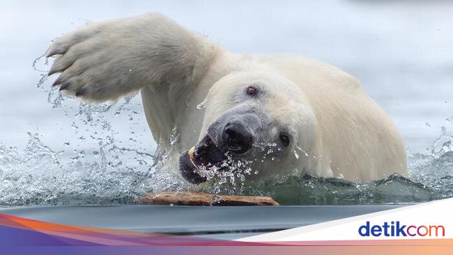 Karya Jawara The World Nature Photographer of The Year 2025 Pukau Mata