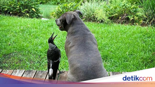 Kabar Australia: Akhir Manis untuk Persahabatan Seekor Burung dan Anjing