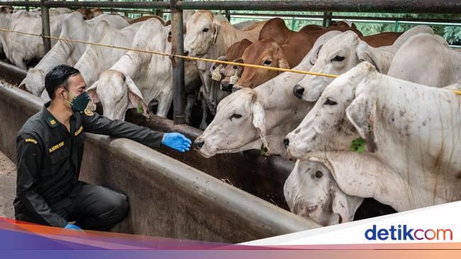 RI Buka Keran Impor 184 Ribu Ekor Sapi dari Australia-Brasil