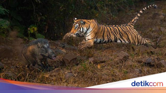 Karya Memukau Jawara Kontes Foto inFocus 2024