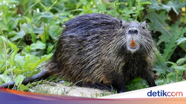 US Residents: Help Environment with Giant Mice Consumption