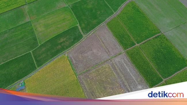 Langkah Besar Gapai Swasembada Pangan demi Rakyat-Petani Sejahtera