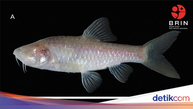 Penemuan Spesies Baru: Si Ikan Wader Buta dari Gua Klapanunggal Bogor