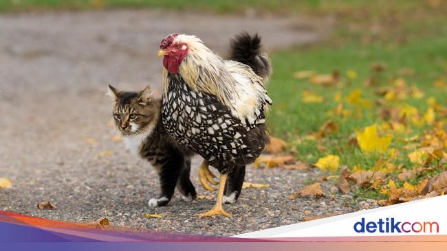 Hewan dan Kesehatan Mental: Apakah Mereka Mengalami Masalah yang Sama seperti Manusia?