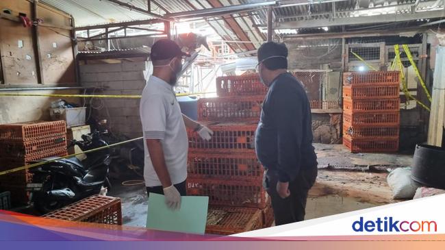 Terbongkar Praktik Curang Gelonggong Ayam Demi Cuan