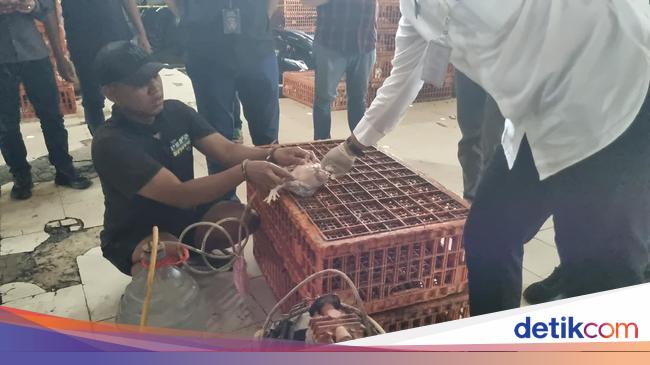 Pedagang Nakal di Kebayoran Lama Jual Ayam Gelonggongan demi Untung Tinggi