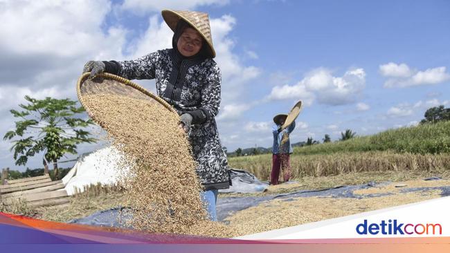 #DemiIndonesia Mandiri Pangan, Harga Gabah Petani Harus Dibeli Rp 6.500/Kg