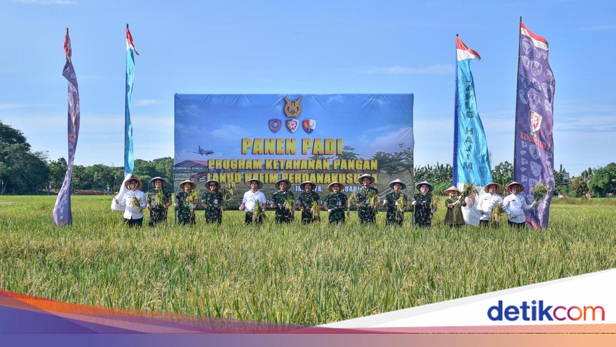 Panen Padi di Halim Farm, Wakasau: Kontribusi TNI AU Dukung Ketahanan ...