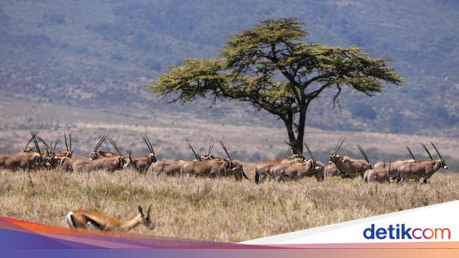 Hari Margasatwa Sedunia, Ruang Satwa Liar di Afrika Timur Menyusut