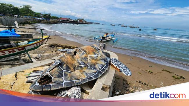 Tentang 'Penyu Kardus' di Gadobangkong Sukabumi dan Anggaran Miliaran