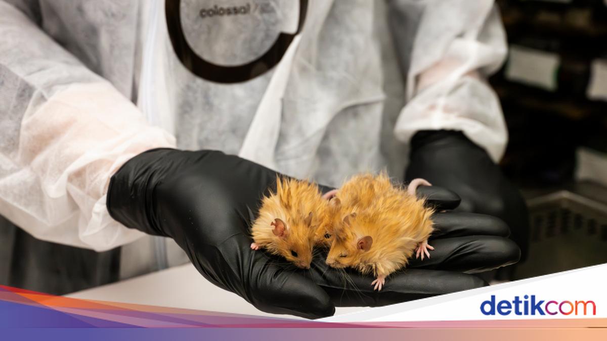 8 Unique Animal Stories 2025: Vomiting Spiders & Mammoth Rats - News Directory 3