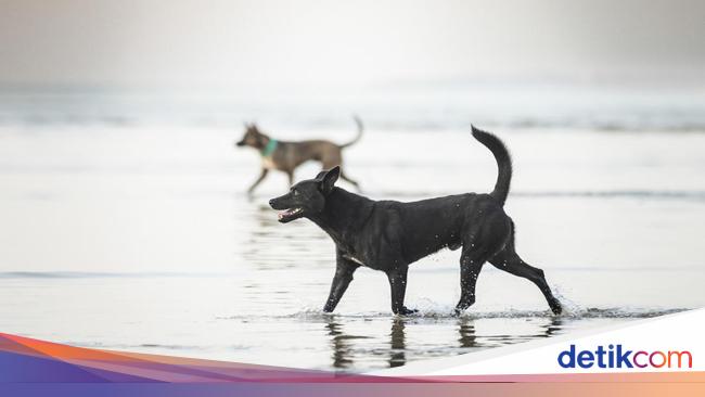 Gigit 8 Warga Bali, Anjing Liar Diambil Sampel Otaknya karena Diduga Rabies