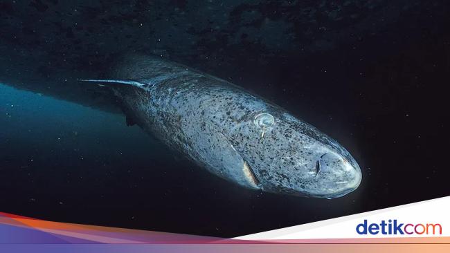 Ilmuwan Teliti Rahasia Hiu Greenland Bisa Hidup Selama 400 Tahun