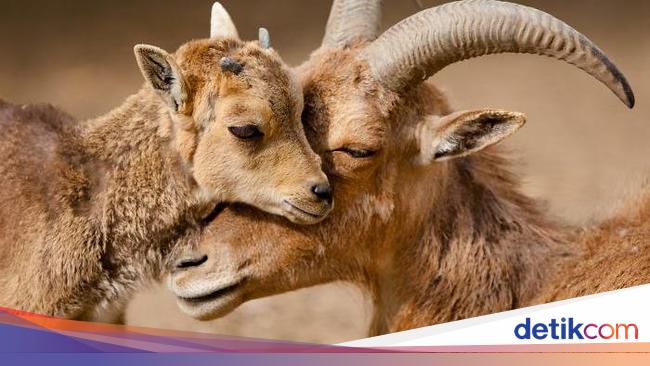 Kyutt! Potret Kasih Sayang Antara Ibu Hewan dan Bayinya