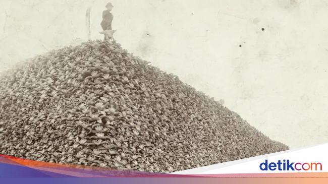 Foto Gunung Tengkorak Bison Ungkap Sejarah Kelam Penindasan Penduduk Asli AS