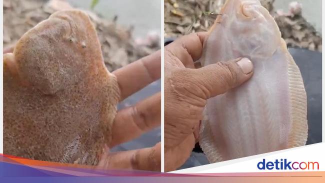 Uniknya Ikan Sebelah yang Jadi Bekal Makanan Nabi Musa