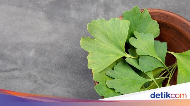 4 Herbal Ini Bantu Jaga Fokus saat Berpuasa, Salah Satunya Ginkgo Biloba