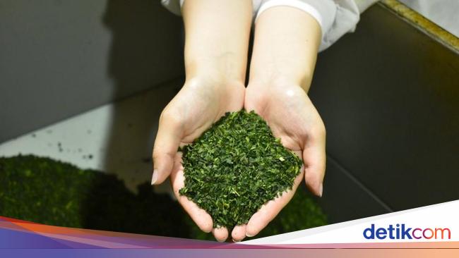 Kacau! Jepang Alami Kelangkaan Matcha, Produsen Bingung