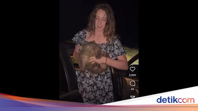 Rampas Bayi Wombat, Selebgram AS Terancam Diblokir dari Australia