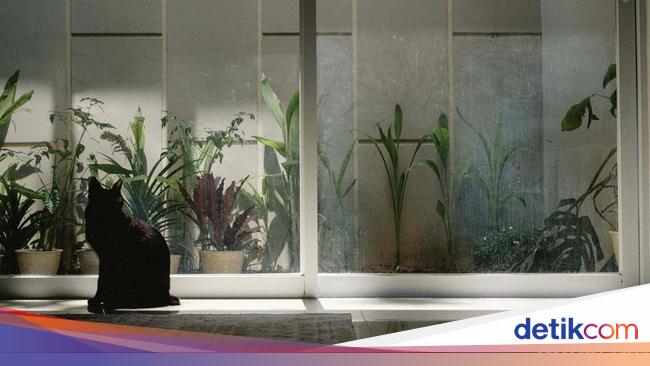 Cat Sitter Siap Mengasuh Anabul Anda