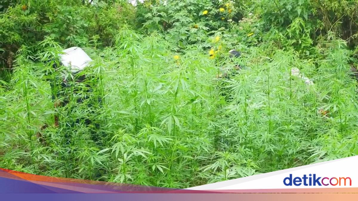 Bareskrim Temukan Ladang Ganja Seluas 51,75 Hektare di Gayo Lues Aceh