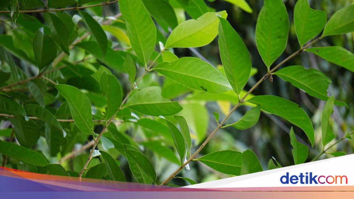 Sains di Balik Daun yang 'Diam'