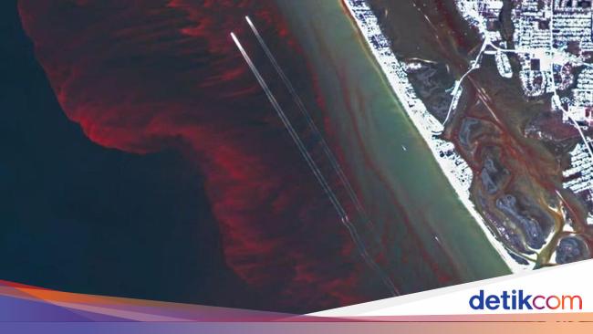 Ilmuwan Ungkap Misteri Laut Berwarna Merah di Florida