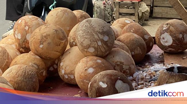 Pengusaha Ngadu Kelapa Langka, Ini Jawaban Menteri Prabowo