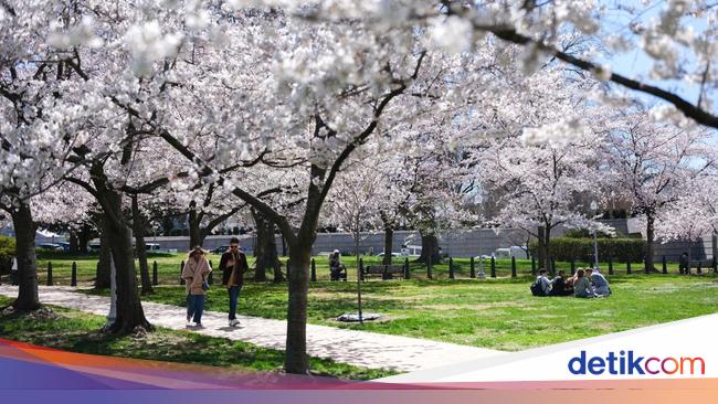 Indahnya Bunga Sakura Bermekaran di Washington