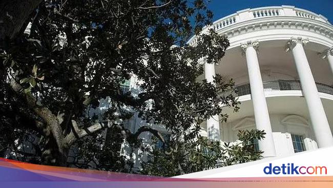 Trump Reveals Reason for Cutting Down Historic White House Tree