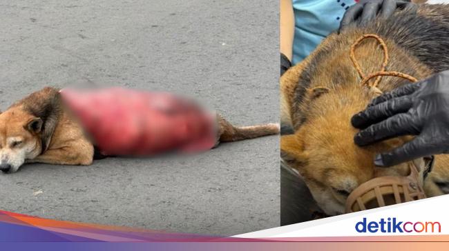 Biadab Sekali, Anjing Liar di Malaysia Mati Setelah Dikuliti Hidup-hidup