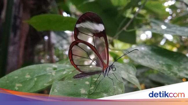 Kumpulan Foto yang Tak Disangka Benar-benar Ada, Unik Juga