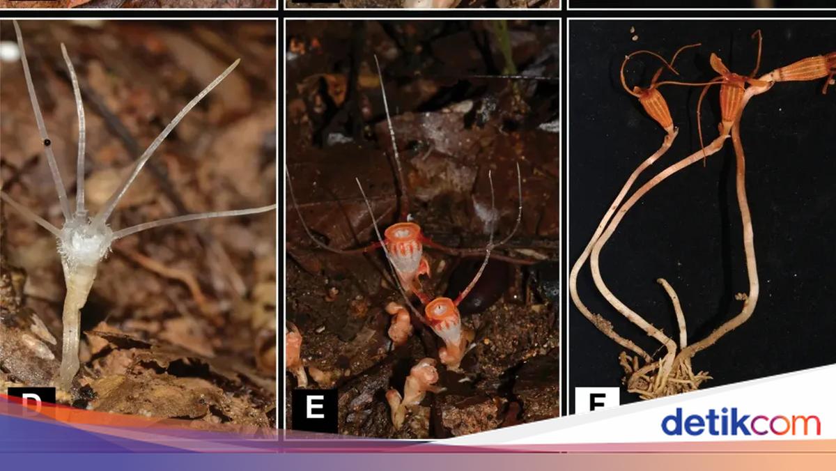 Spesies Tanaman Baru Ditemukan di Negara Tetangga RI, Terancam Punah!