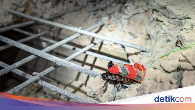 Singapura Kerahkan Kecoak Cyborg Cari Korban Reruntuhan Gempa di Myanmar