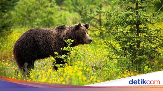 Slovakia Berencana Bunuh Ratusan Beruang, Ini Penyebabnya