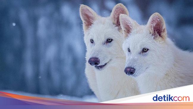 Ilmuwan AS Berhasil Ciptakan Kembali Spesies Serigala yang Sudah Punah