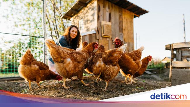 Pemerintah Bagi-bagi Ayam Gratis, Solusi Unik Perangi Limbah Makanan!