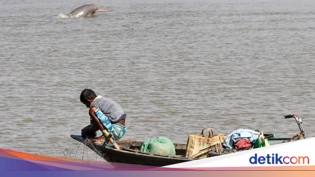 6.000 Lumba-lumba Sungai India dalam Masalah