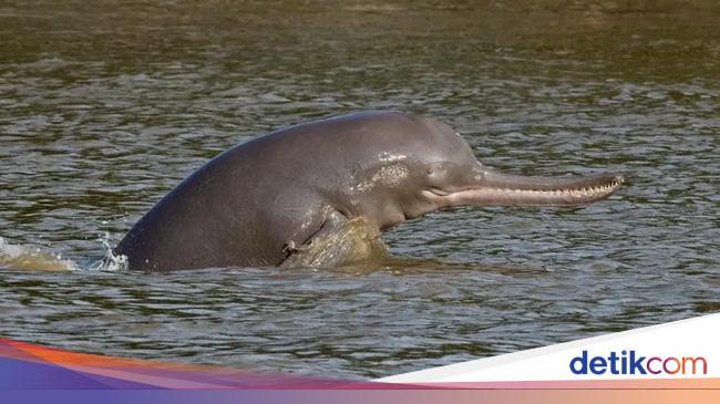 Gawat, Lumba-lumba di Sungai Gangga Terancam Punah