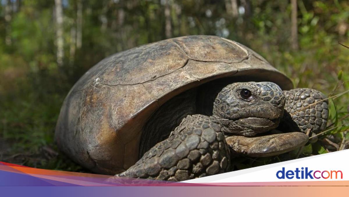 Eng yaxshi orgazm bilan porno filmlar Tish chotkasi bilan onanizm qiling