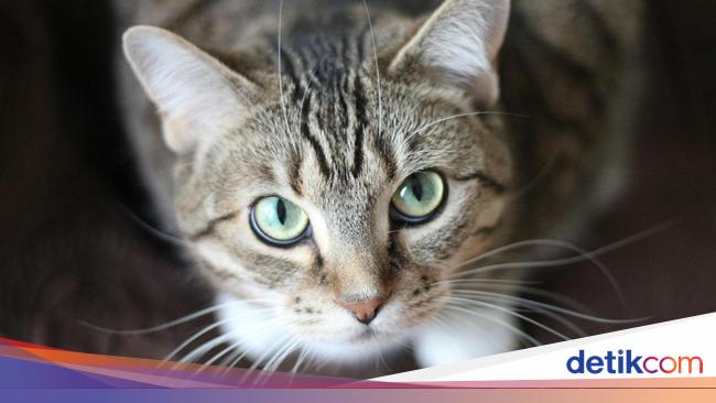 Daftar Bau yang Tidak Disukai Kucing, Ampuh untuk Mengusirnya