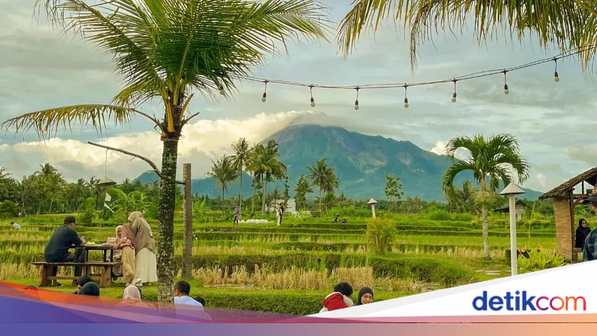 Syahdu! 5 Coffee Shop di Jogja yang Punya View Hamparan Sawah