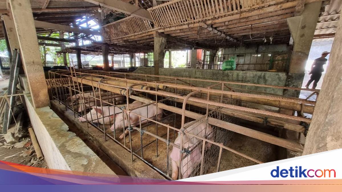 Ternak Babi Mati Misterius di Perean Tabanan, Distan Tunggu Uji Lab
